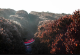 How a Severe Frost in Brazil Catalyzed Specialty Coffee Today
