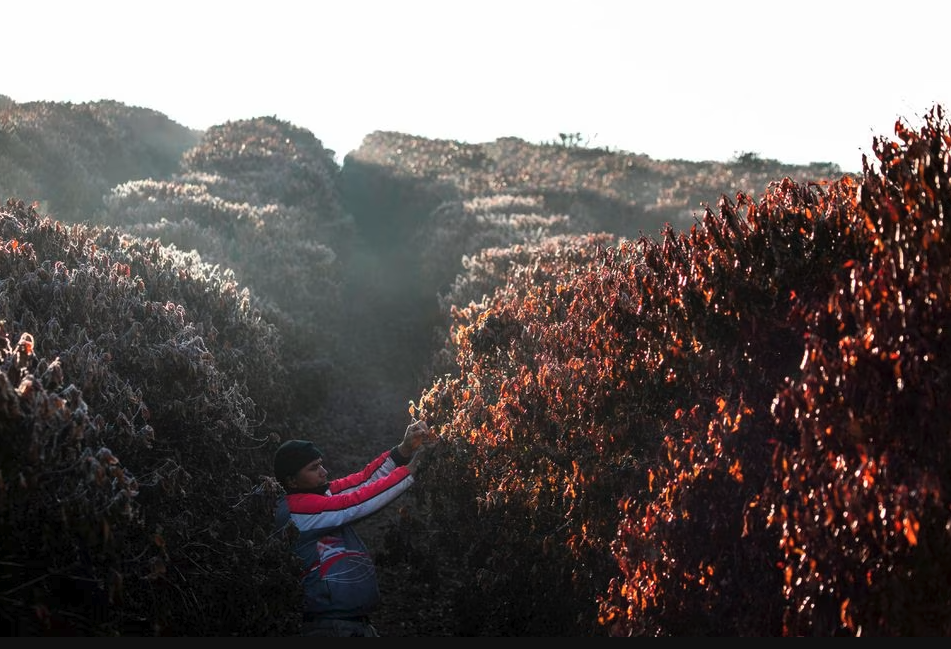 How a Severe Frost in Brazil Catalyzed Specialty Coffee Today