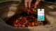 July Coffee of the Month: Nicaragua Jinotega Microeconomics